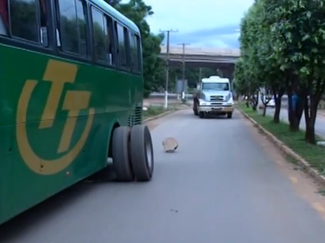 Ônibus "perdeu" a roda em avenida de Rosário Oeste.