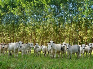 Projeto é parte de experimento que tem duração de longo prazo (16 anos). (Foto: Divulgação assessoria/Embrapa)