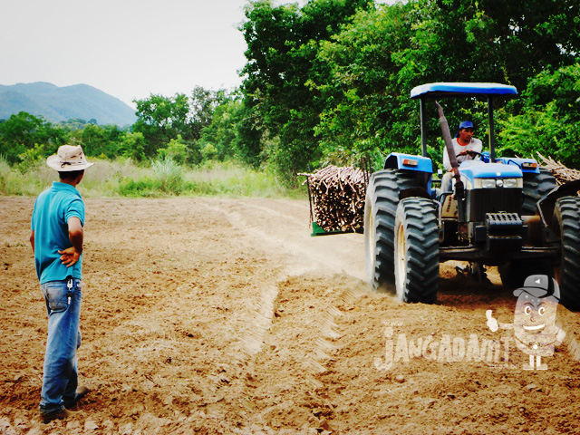 Projeto da Prefeitura Municipal, através da Secretaria de Desenvolvimento Rural, implanta produção mecanizada da mandioca