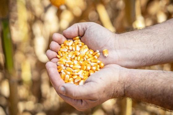 Produtores de Mato Grosso iniciam plantio do milho safrinha