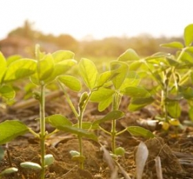 Vazio sanitário da soja termina nesta sexta-feira em MT e agricultores podem plantar no sábado