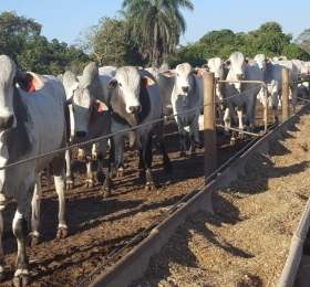 Brasil já é o segundo maior confinador de gado do mundo