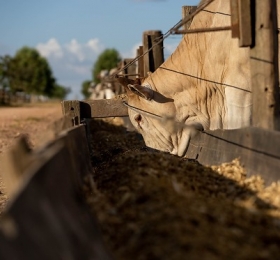 Tecnologia muda a pecuária e Mato Grosso bate recorde no abate de bovinos